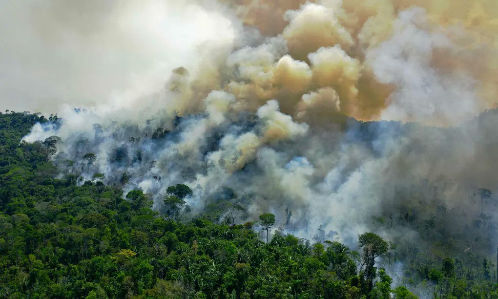 The Amazon Rainforest at the Brink: Climate Change’s Threat to Biodiversity